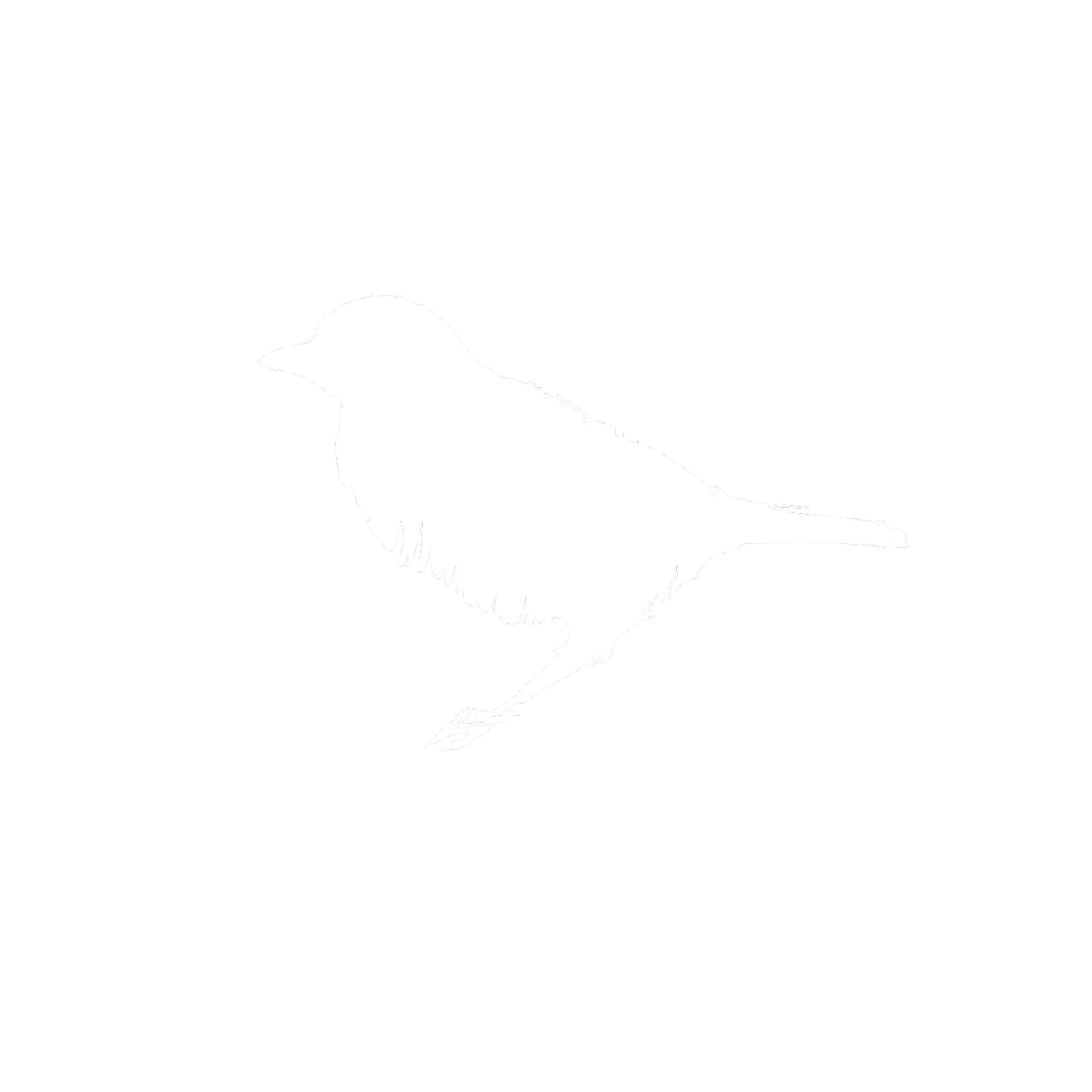 Photo of Meadowlark