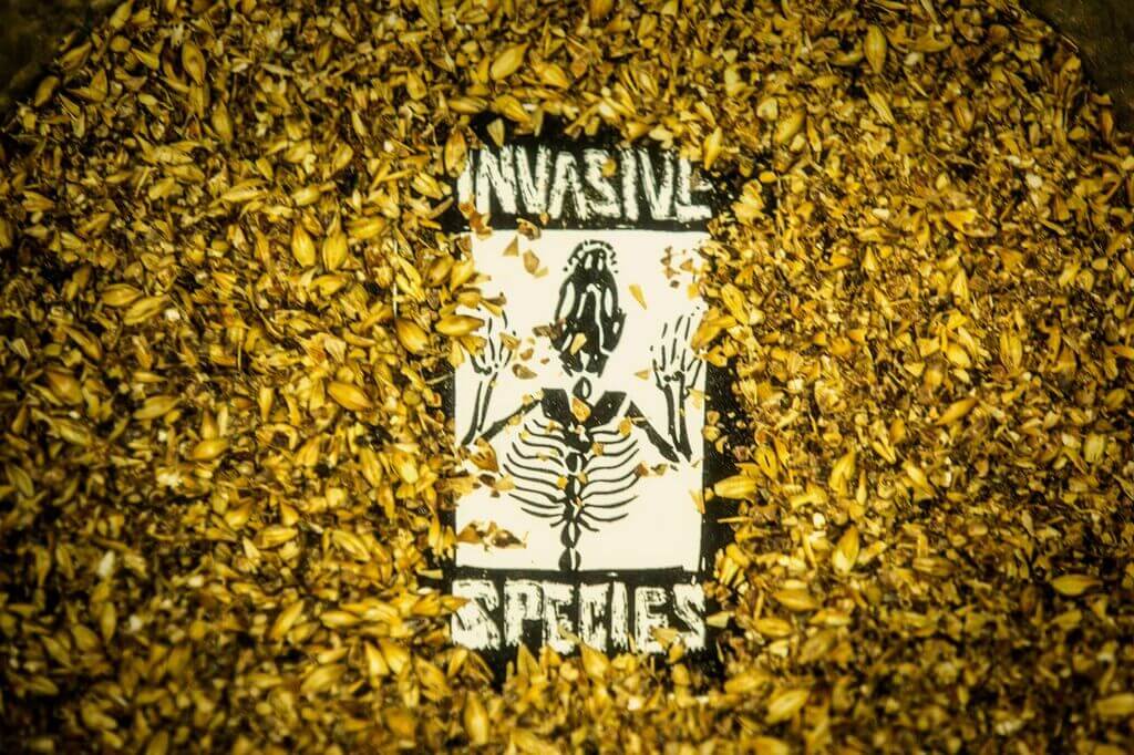 Photo of Invasive Species Brewing + Distilling