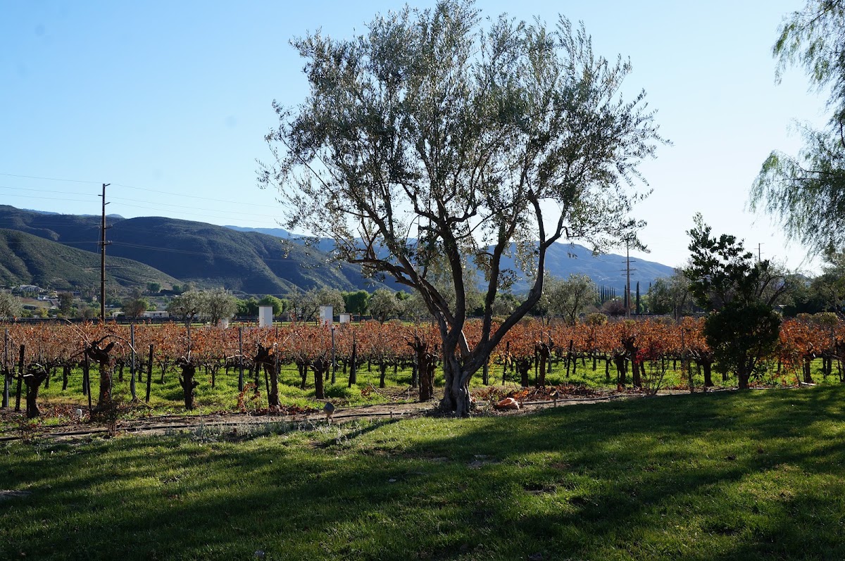 Photo of Somerset Winery
