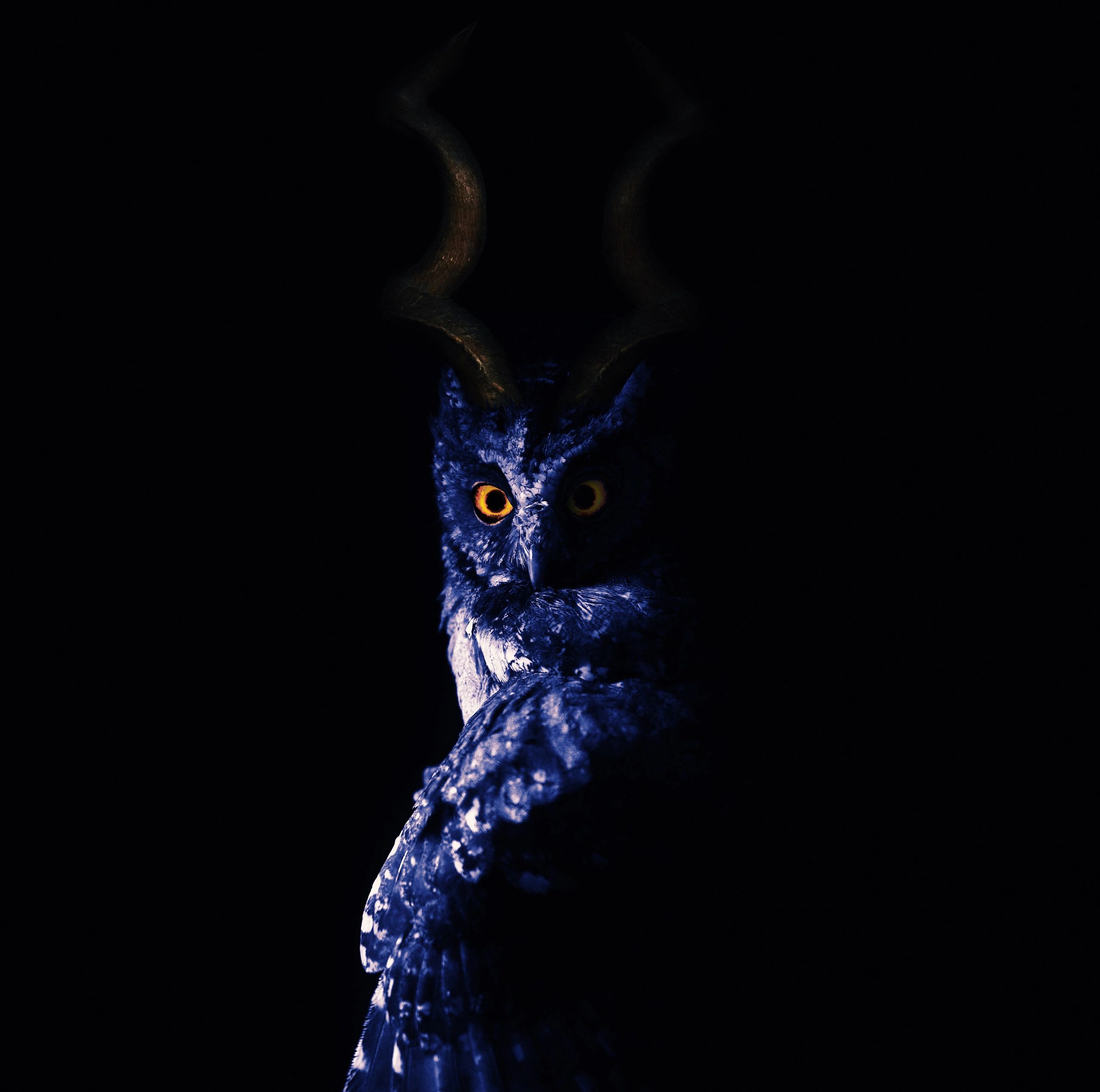 Photo of Kuduowl