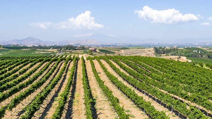 Photo of Mount Palomar Winery