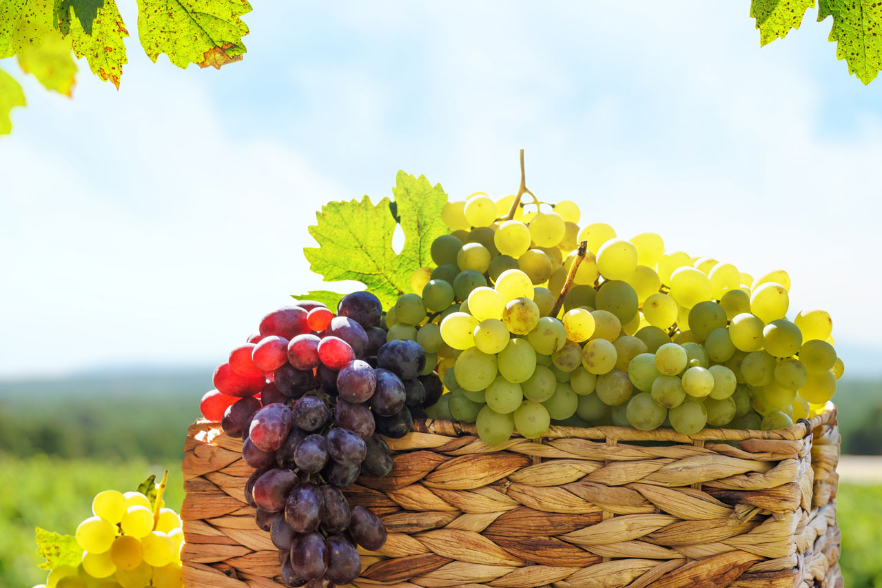 Photo of Frangipani Estate Winery