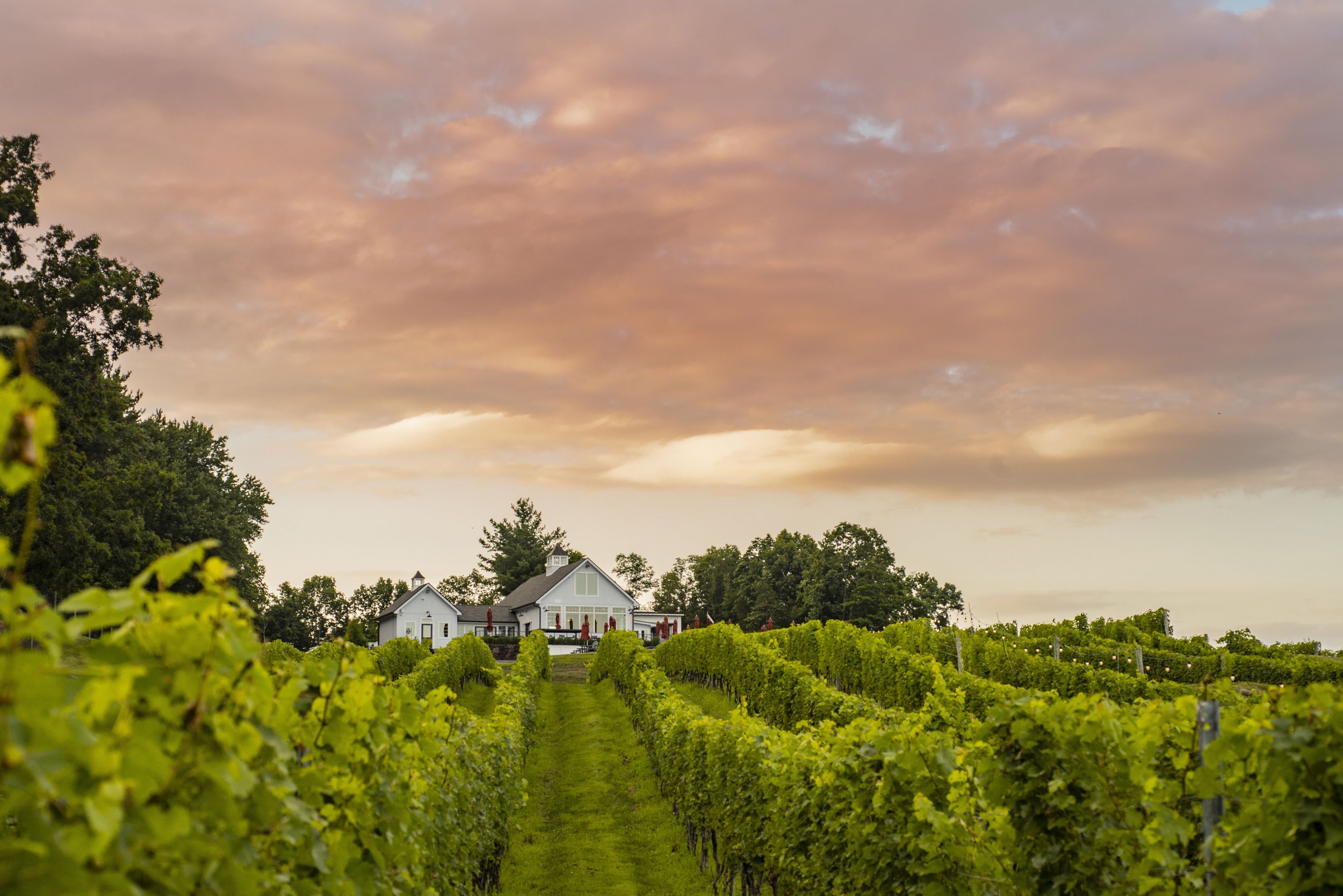 Photo of Milea Estate Vineyard
