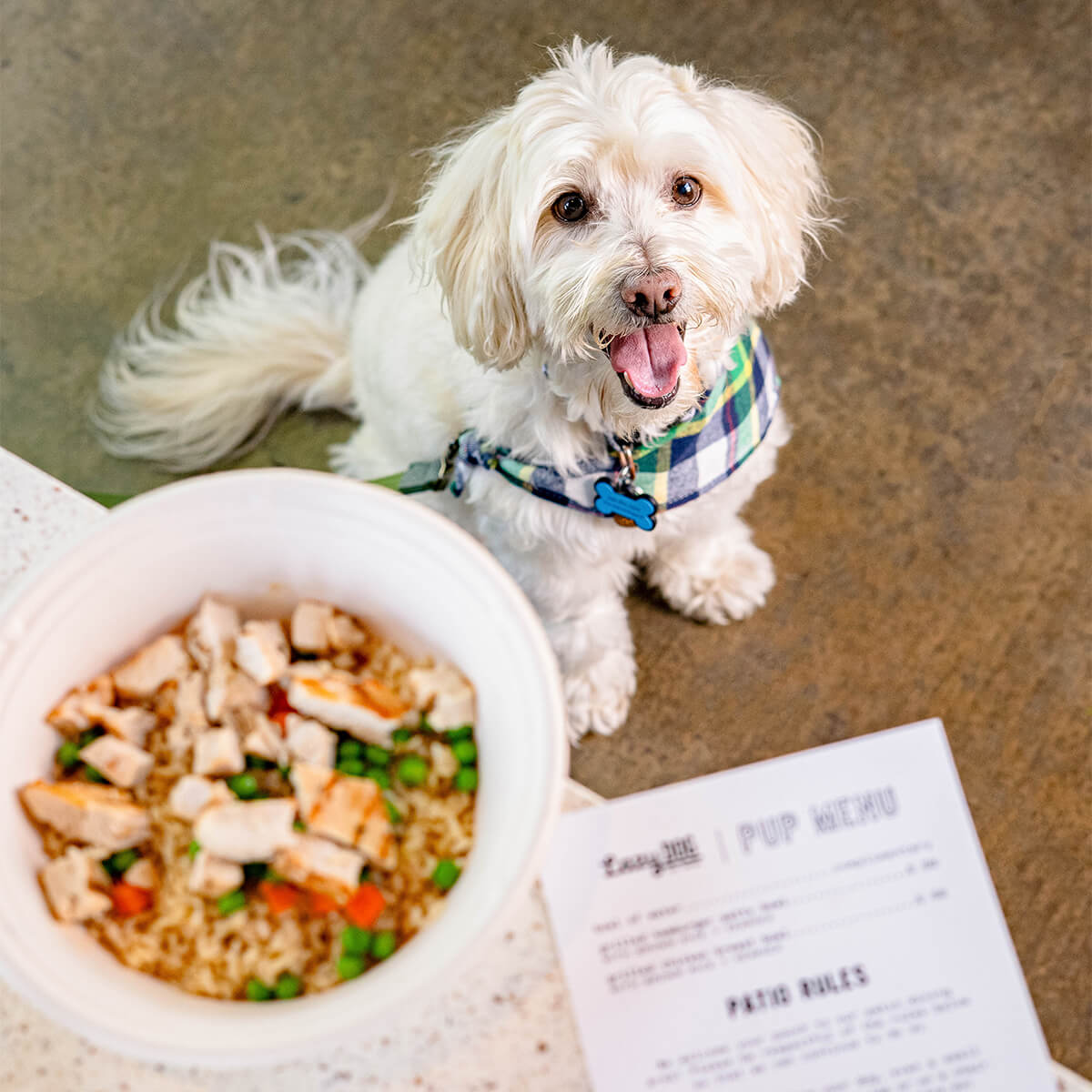 Photo of Lazy Dog Restaurant & Bar