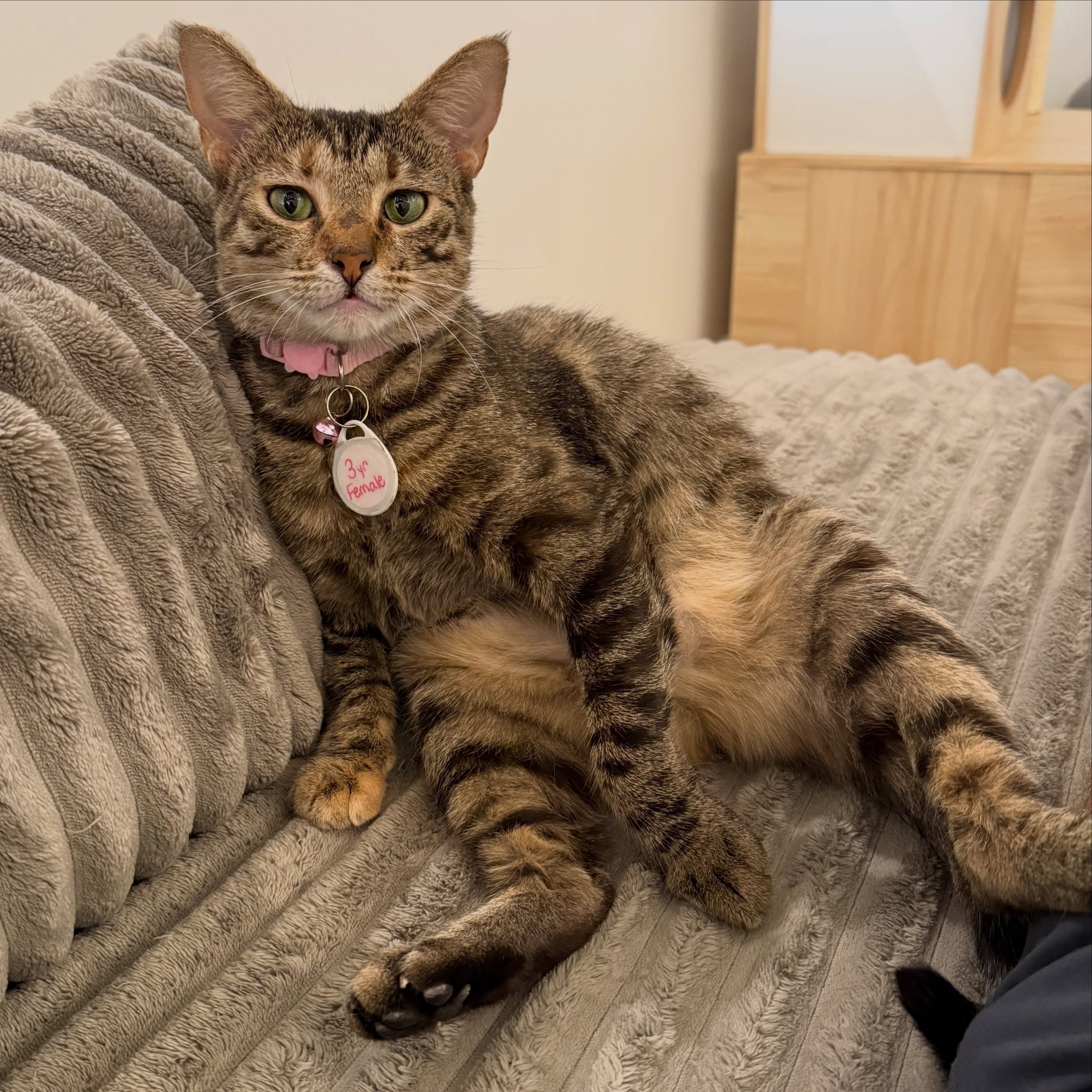 Photo of Pounce Cat Cafe + Wine Bar