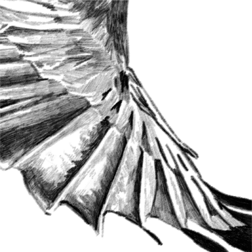 Photo of Stellar Jay