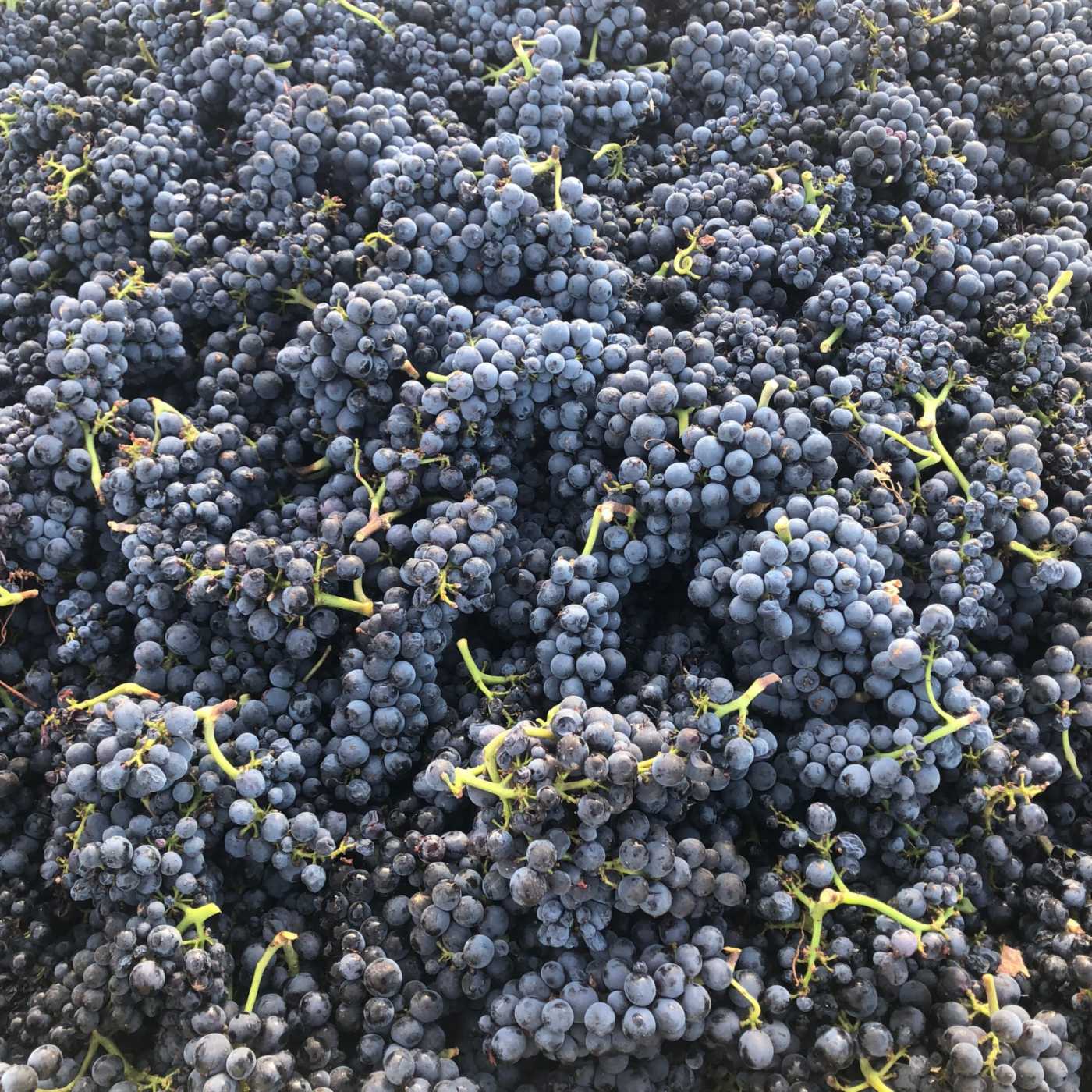 Photo of Big Basin Vineyards - Tasting Room & Tapas Bar
